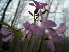 Cardamine quinquefolia