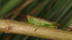 Orchelimum silvaticum