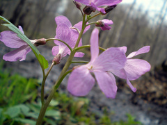 Cardamine quinquefolia