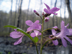 Cardamine quinquefolia