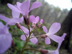 Cardamine quinquefolia