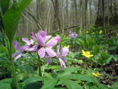 Cardamine quinquefolia