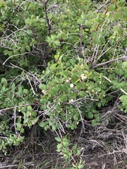 Symphoricarpos rotundifolius