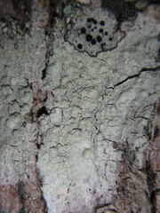 Pertusaria texana