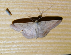 Scopula rubiginata