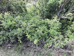 Symphoricarpos rotundifolius