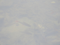 Barbonymus schwanefeldii