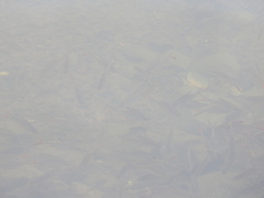 Barbonymus schwanefeldii