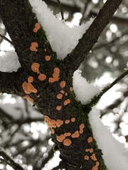 Aleurodiscus amorphus