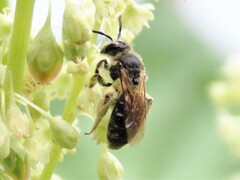 Andrena crataegi