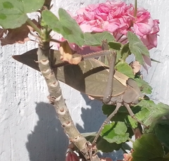 Stilpnochlora azteca