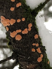 Aleurodiscus amorphus