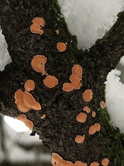 Aleurodiscus amorphus