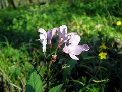 Cardamine quinquefolia