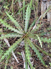 Cirsium nuttallii