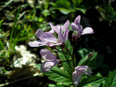 Cardamine quinquefolia