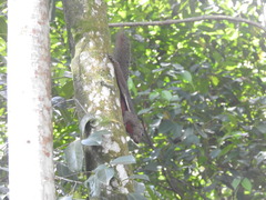 Callosciurus notatus