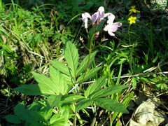 Cardamine quinquefolia
