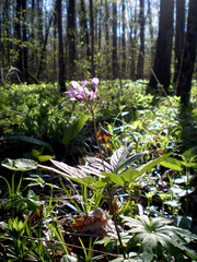Cardamine quinquefolia
