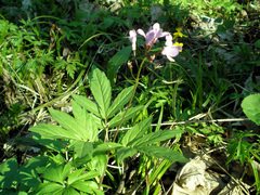 Cardamine quinquefolia