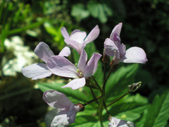 Cardamine quinquefolia