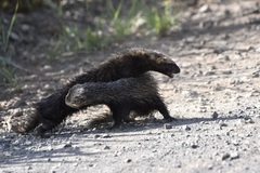 Galictis cuja