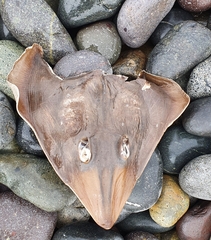 Pseudobatos planiceps