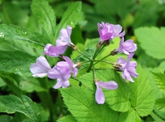 Cardamine quinquefolia