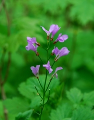 Cardamine quinquefolia