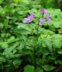 Cardamine quinquefolia