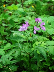 Cardamine quinquefolia