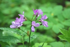 Cardamine quinquefolia