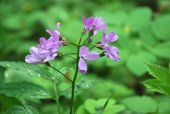 Cardamine quinquefolia