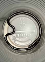 Indotyphlops braminus