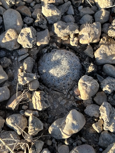 Mammillaria lasiacantha