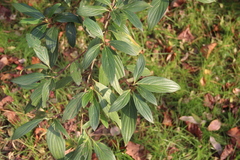 Cornus oblonga