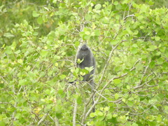 Trachypithecus selangorensis