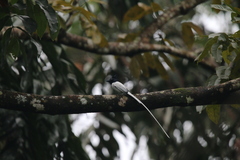 Terpsiphone paradisi