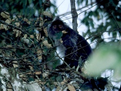 Trachypithecus cristatus