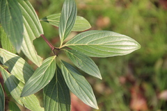 Cornus oblonga