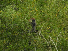 Macaca fascicularis