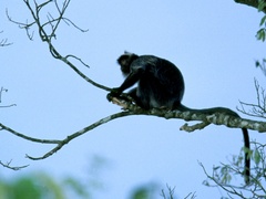 Trachypithecus cristatus
