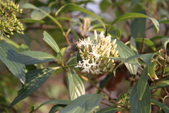 Cornus oblonga