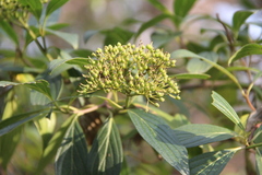 Cornus oblonga
