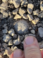Mammillaria lasiacantha