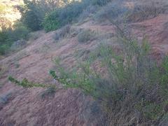 Clinopodium chilense