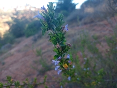 Clinopodium chilense