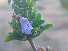 Clinopodium chilense