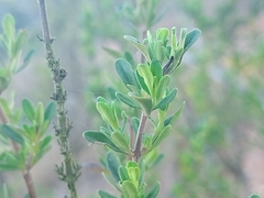 Clinopodium chilense