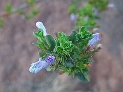 Clinopodium chilense